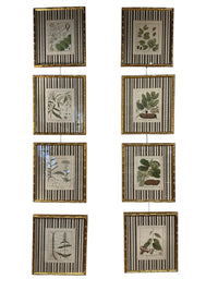 Pair of Brown Striped Bamboo Framed Botanicals