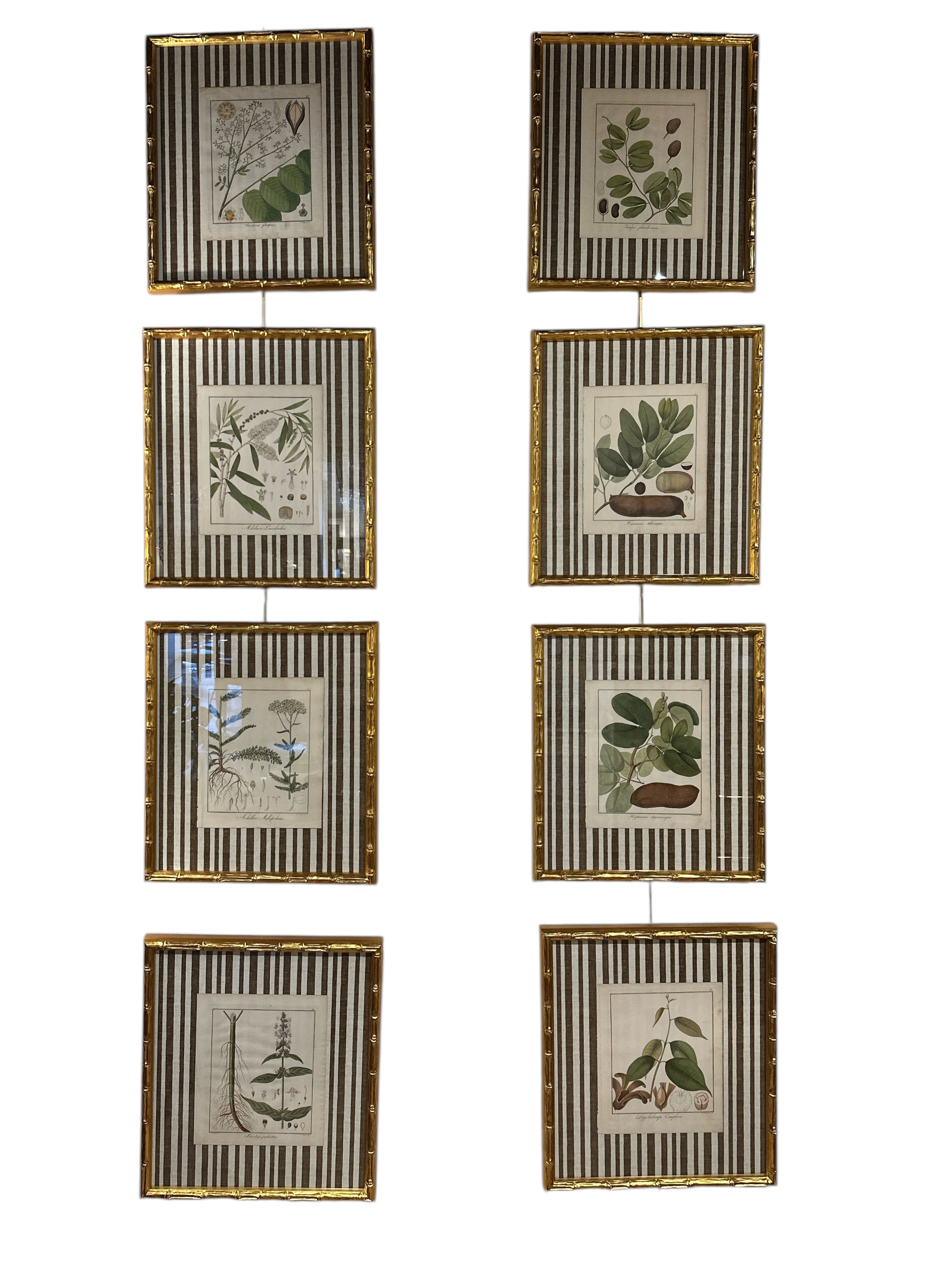 Pair of Brown Striped Bamboo Framed Botanicals