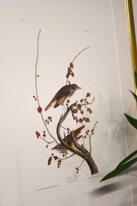 Audubon Bird & Botanical Print No.1