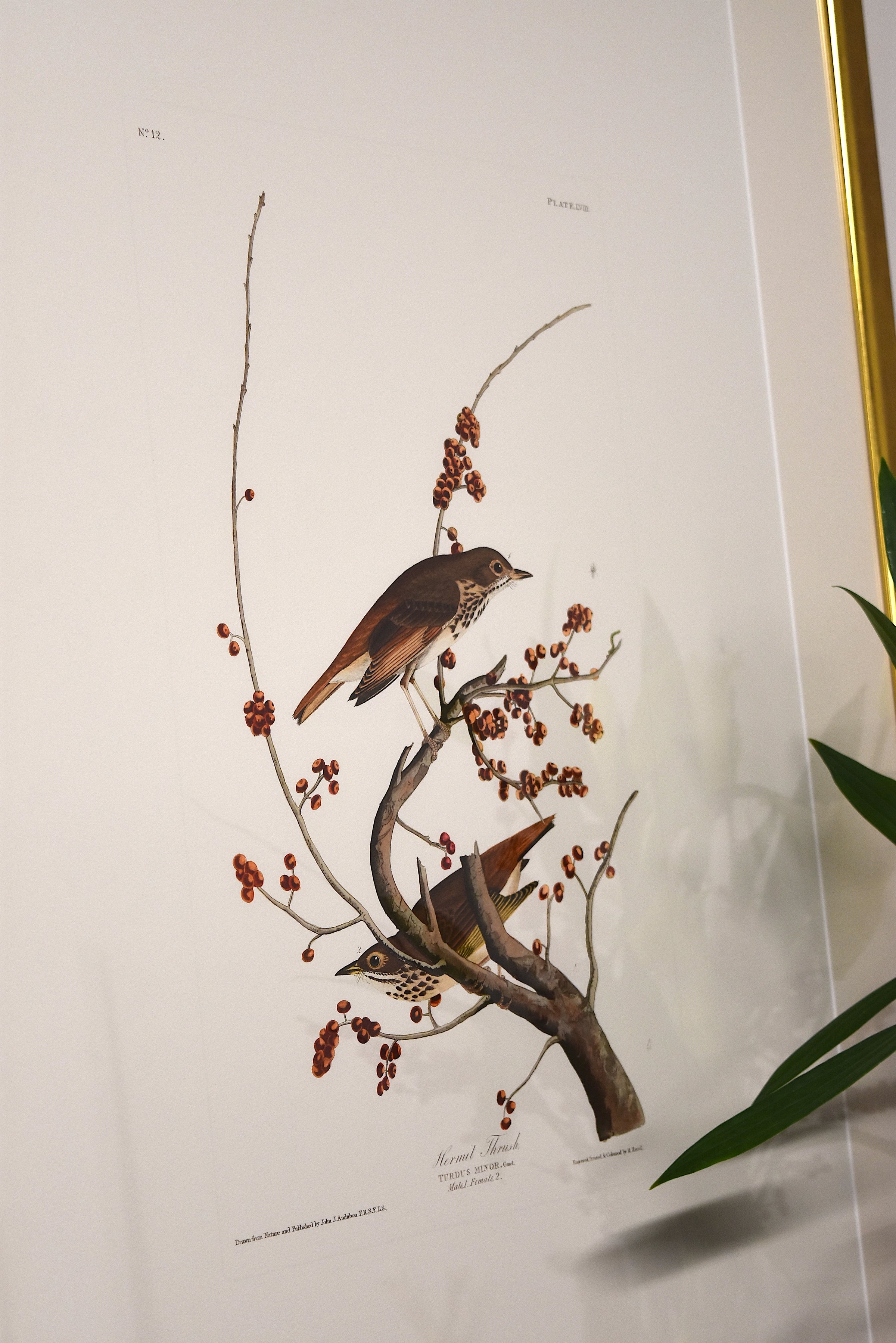 Audubon Bird & Botanical Print No.1