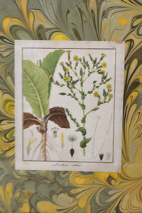 Set of Four Marbleized Botanical Prints From 1817