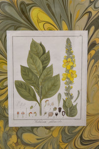 Set of Four Marbleized Botanical Prints From 1817