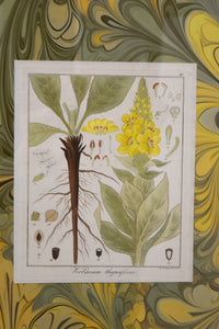 Set of Four Marbleized Botanical Prints From 1817