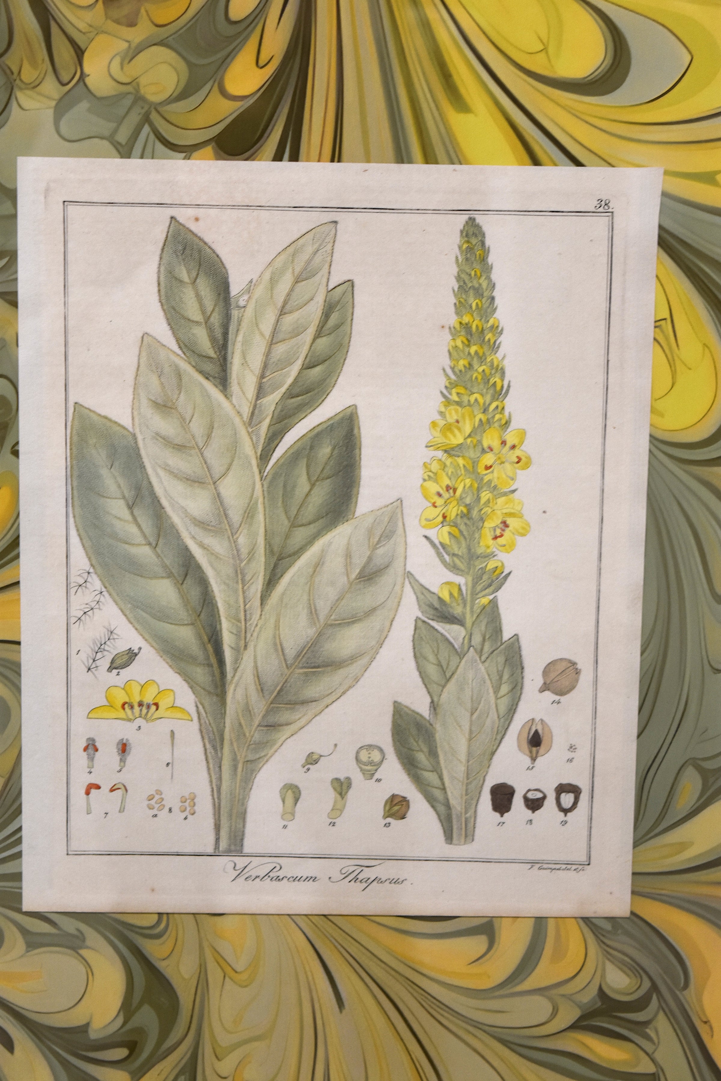 Set of Four Marbleized Botanical Prints From 1817