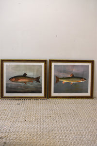 Pair of American Fish Prints