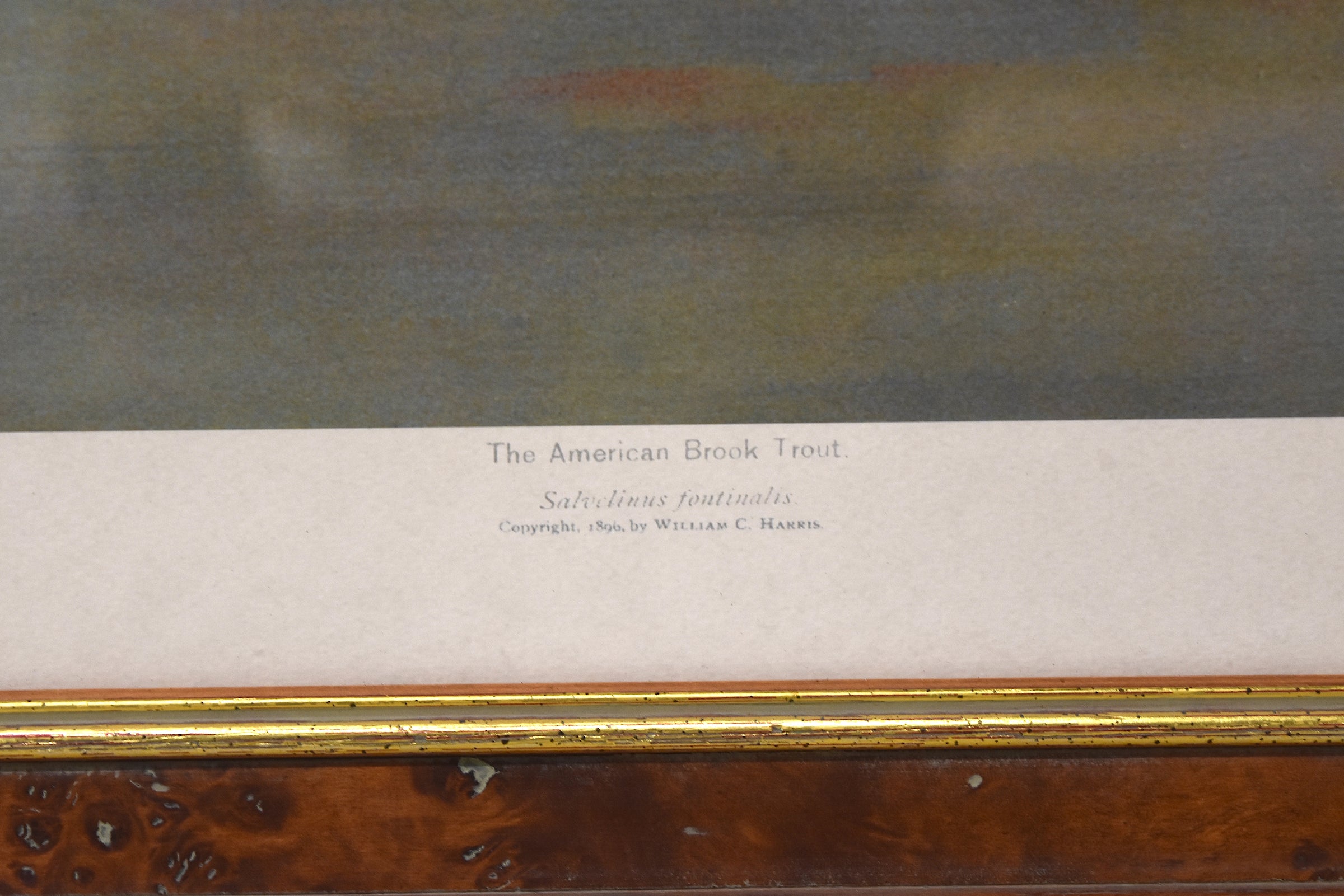 Pair of American Fish Prints