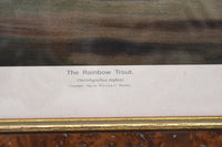 Pair of American Fish Prints