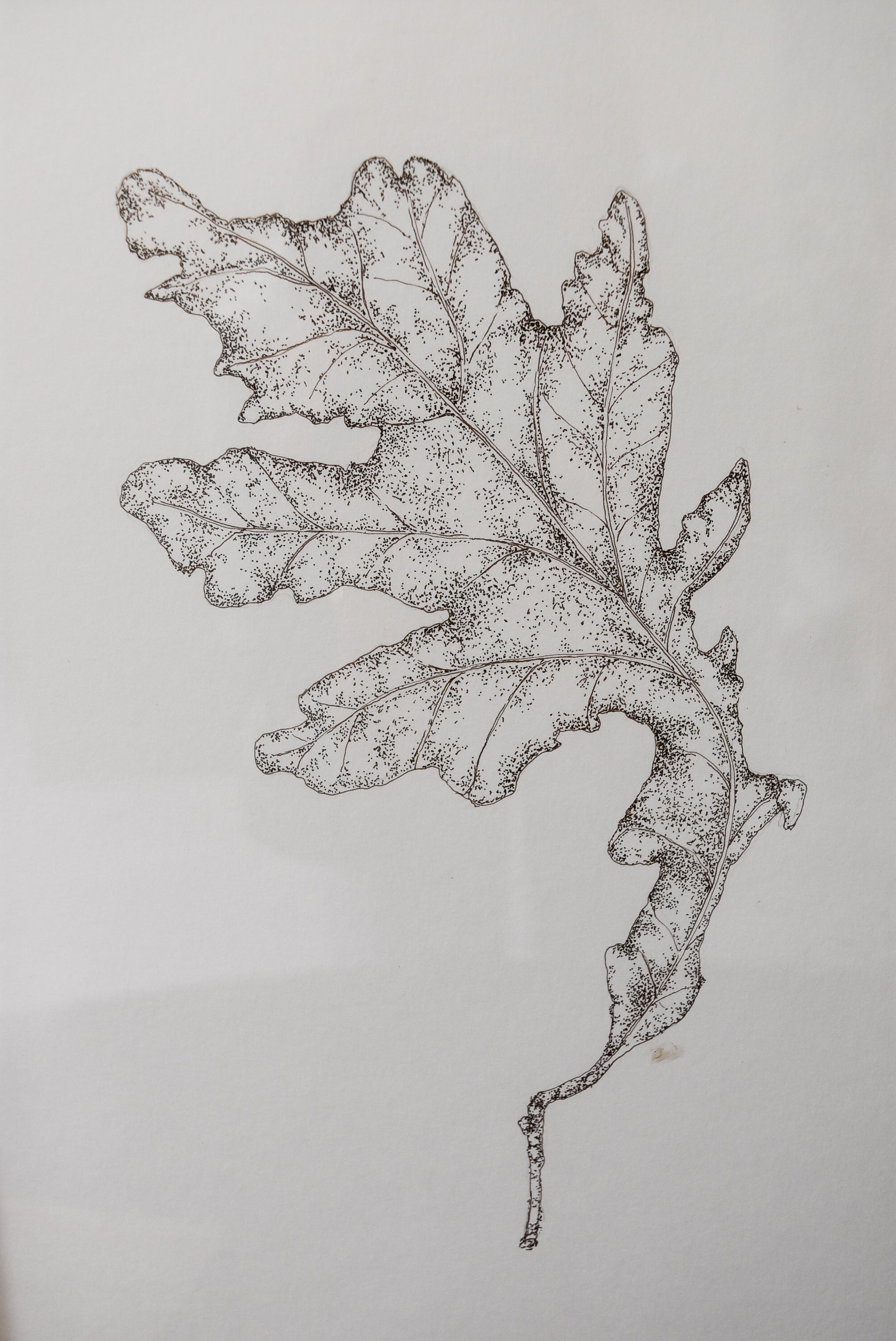 Monochromatic Leaf Sketch No.4 by Melody Trivisone