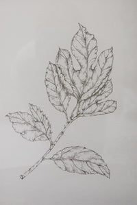 Monochromatic Leaf Sketch No.2 by Melody Trivisone