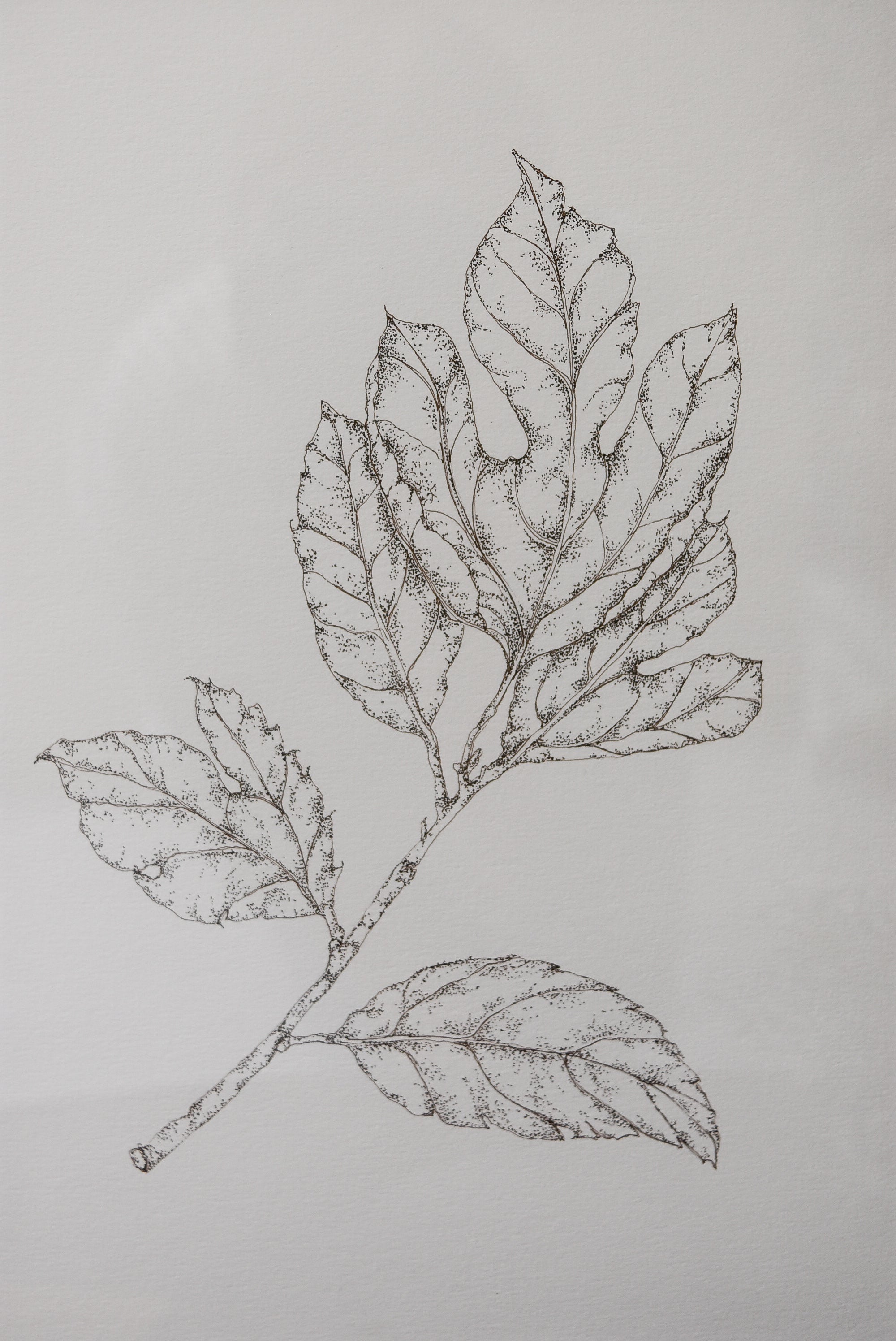 Monochromatic Leaf Sketch No.2 by Melody Trivisone