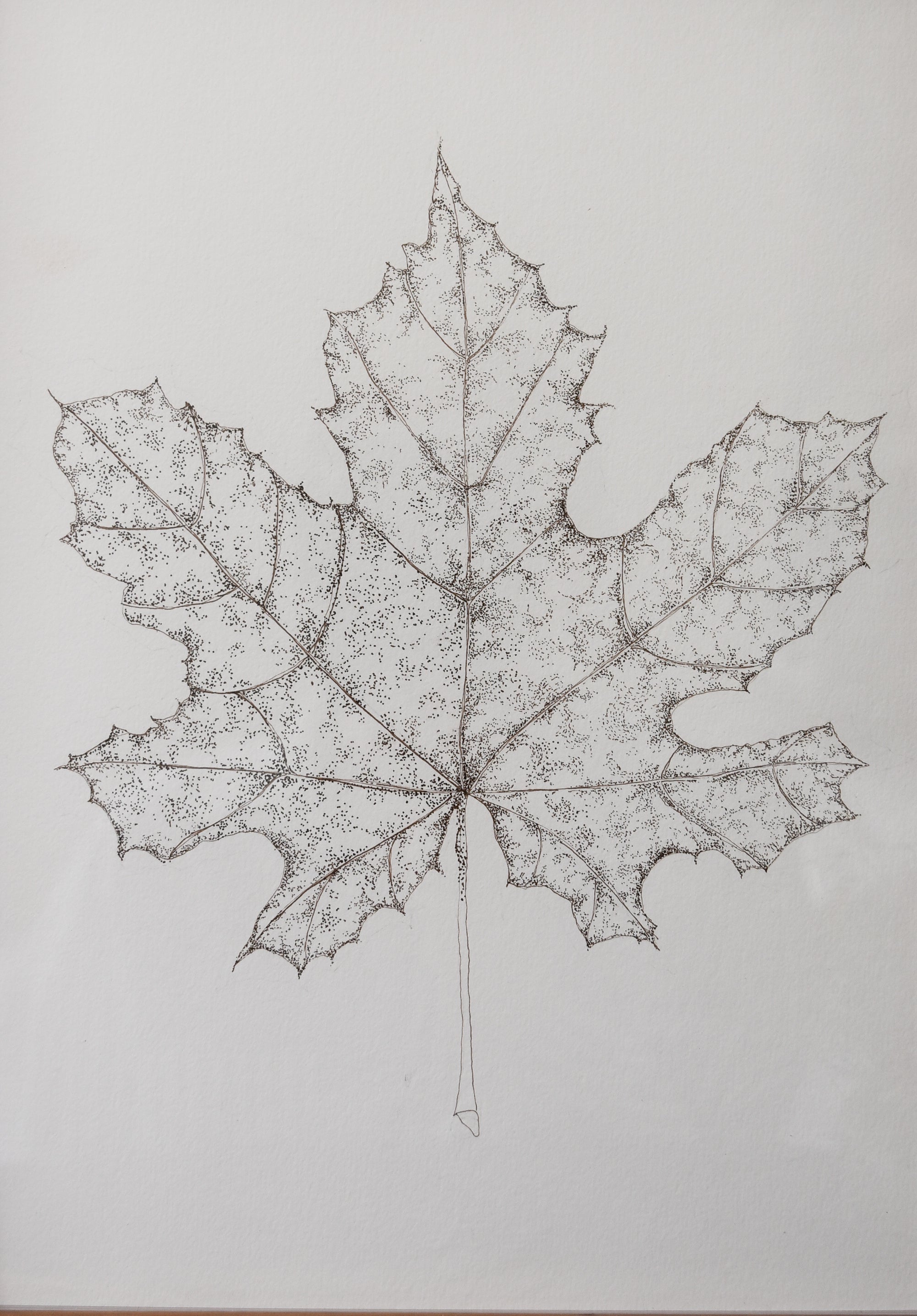 Monochromatic Leaf Sketch No.3 by Melody Trivisone