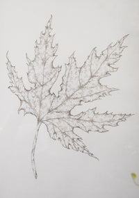 Monochromatic Leaf Sketch No.1 by Melody Trivisone