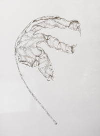Monochromatic Leaf Sketch No.7 by Melody Trivisone