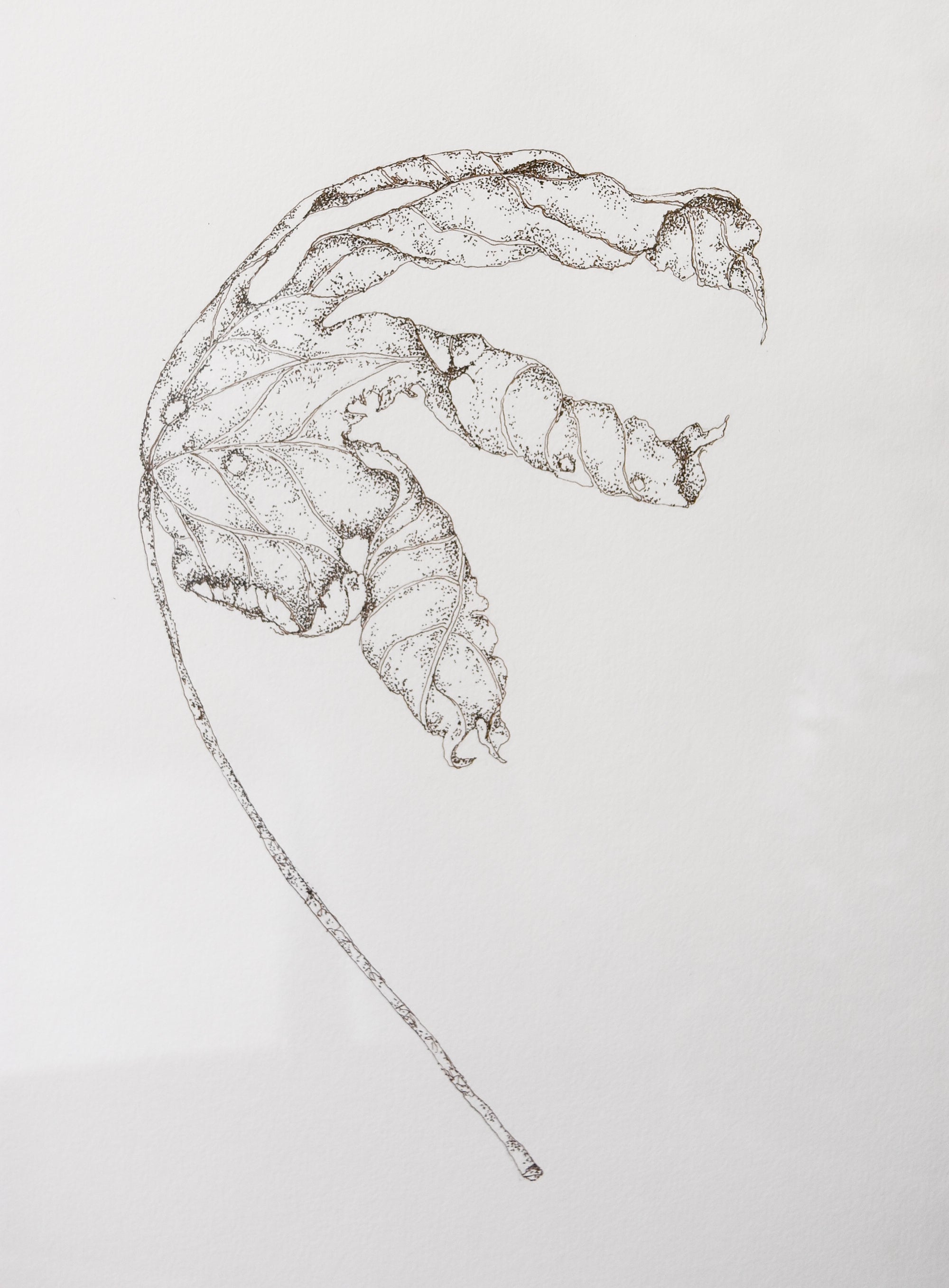 Monochromatic Leaf Sketch No.7 by Melody Trivisone
