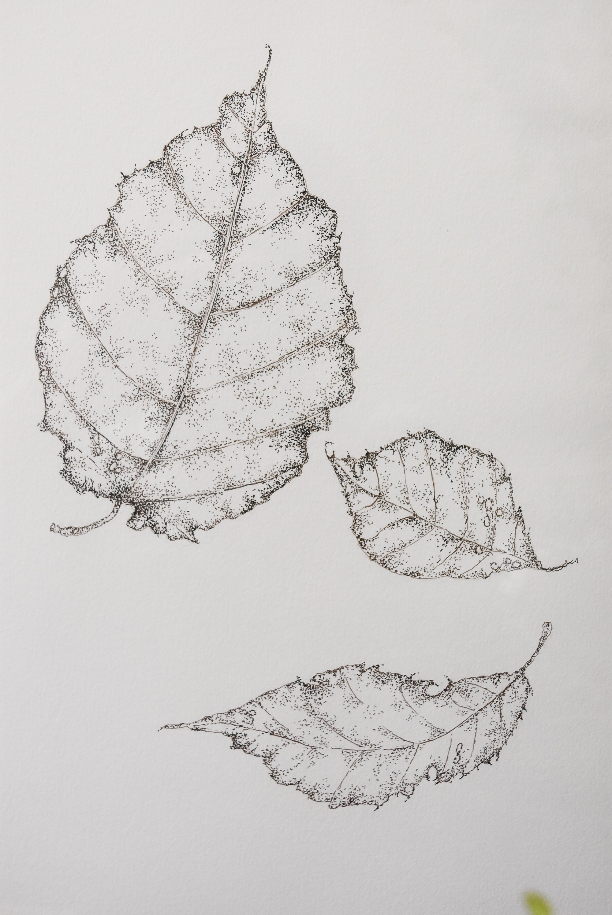 Monochromatic Leaf Sketch No.8 by Melody Trivisone