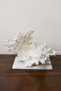 Coral on Marble Base