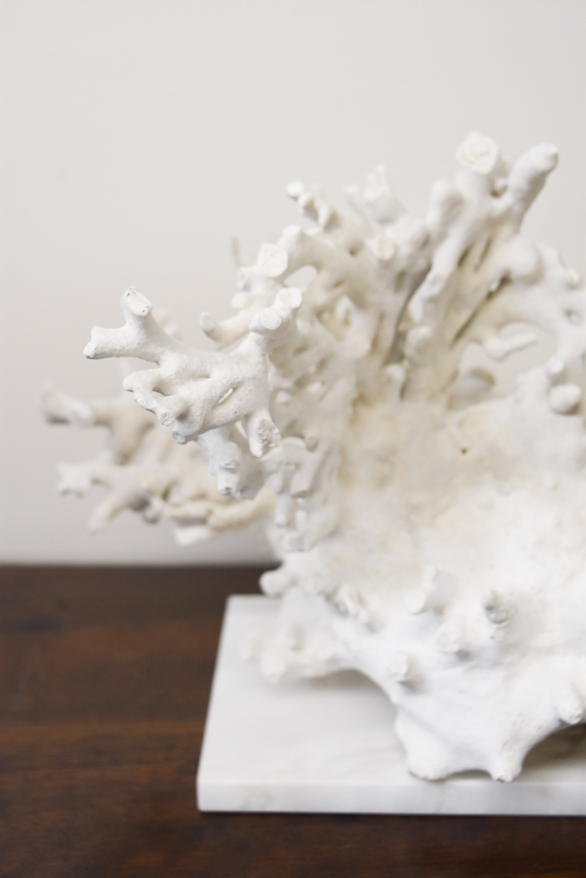 Coral on Marble Base