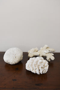 White Coral