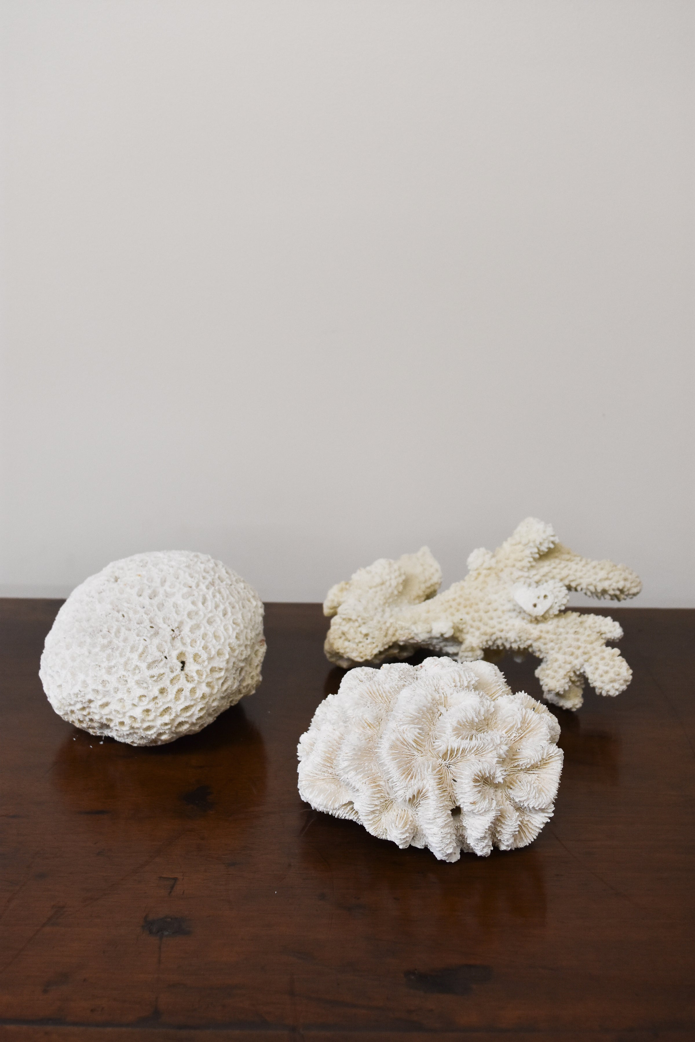 White Coral