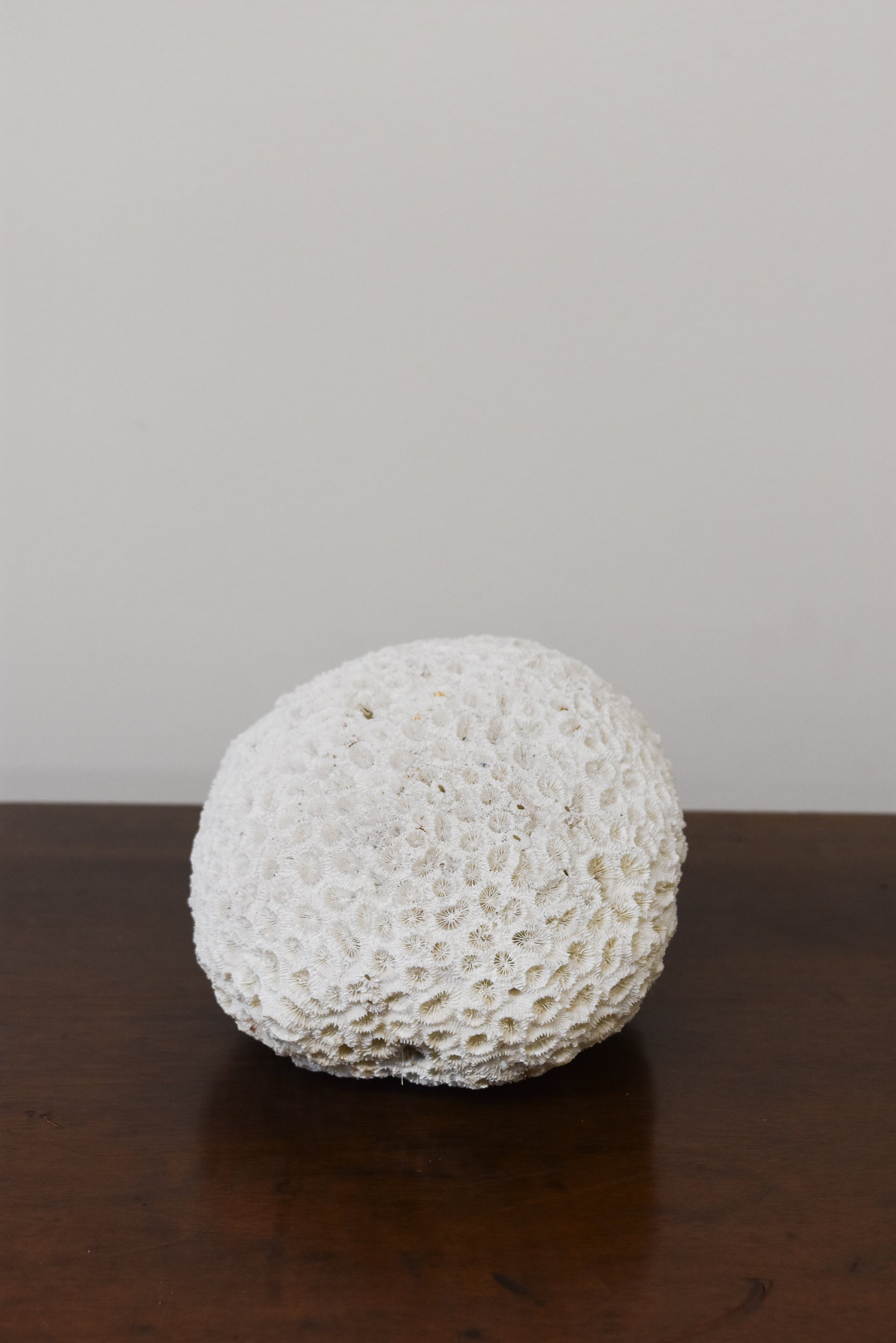 White Coral