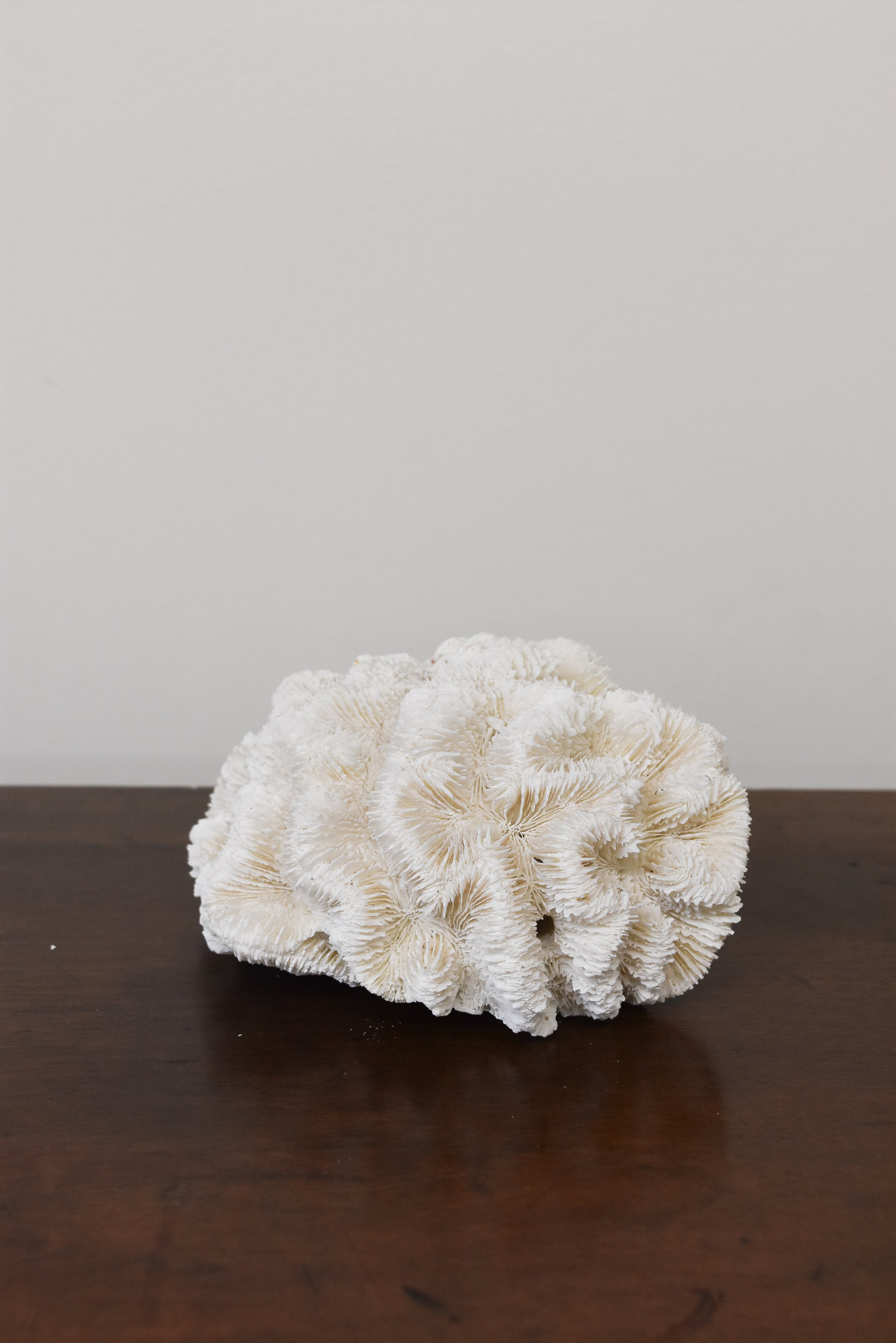 White Coral