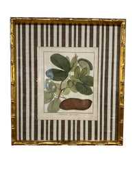 Pair of Brown Striped Bamboo Framed Botanicals