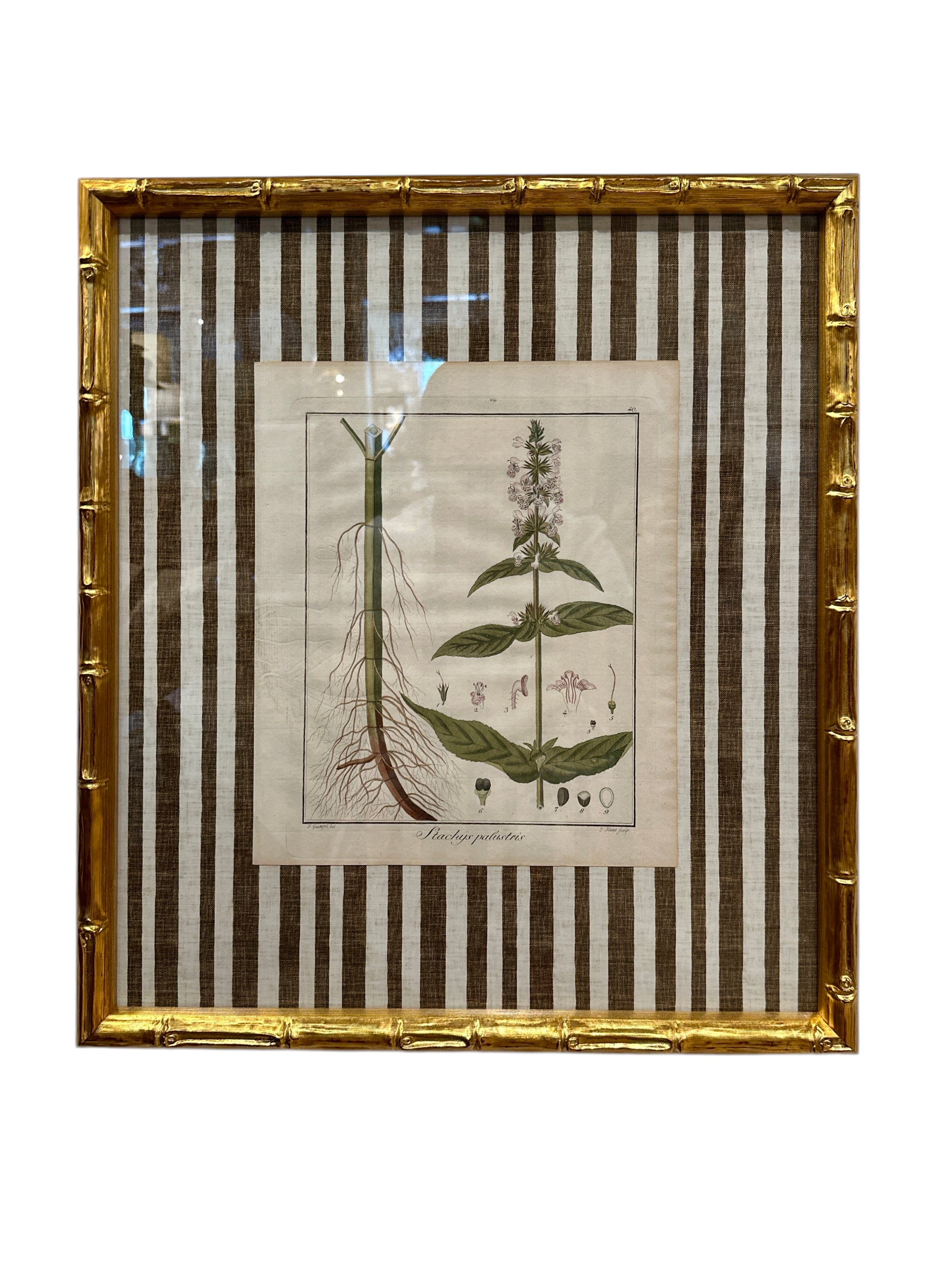 Pair of Brown Striped Bamboo Framed Botanicals
