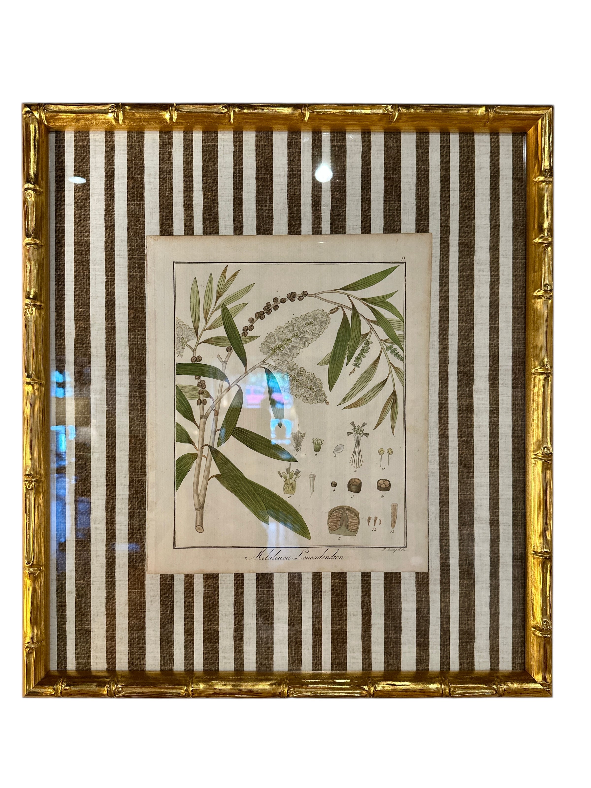 Pair of Brown Striped Bamboo Framed Botanicals