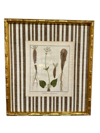 Pair of Brown Striped Bamboo Framed Botanicals