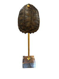 Mounted Tortoise Shell