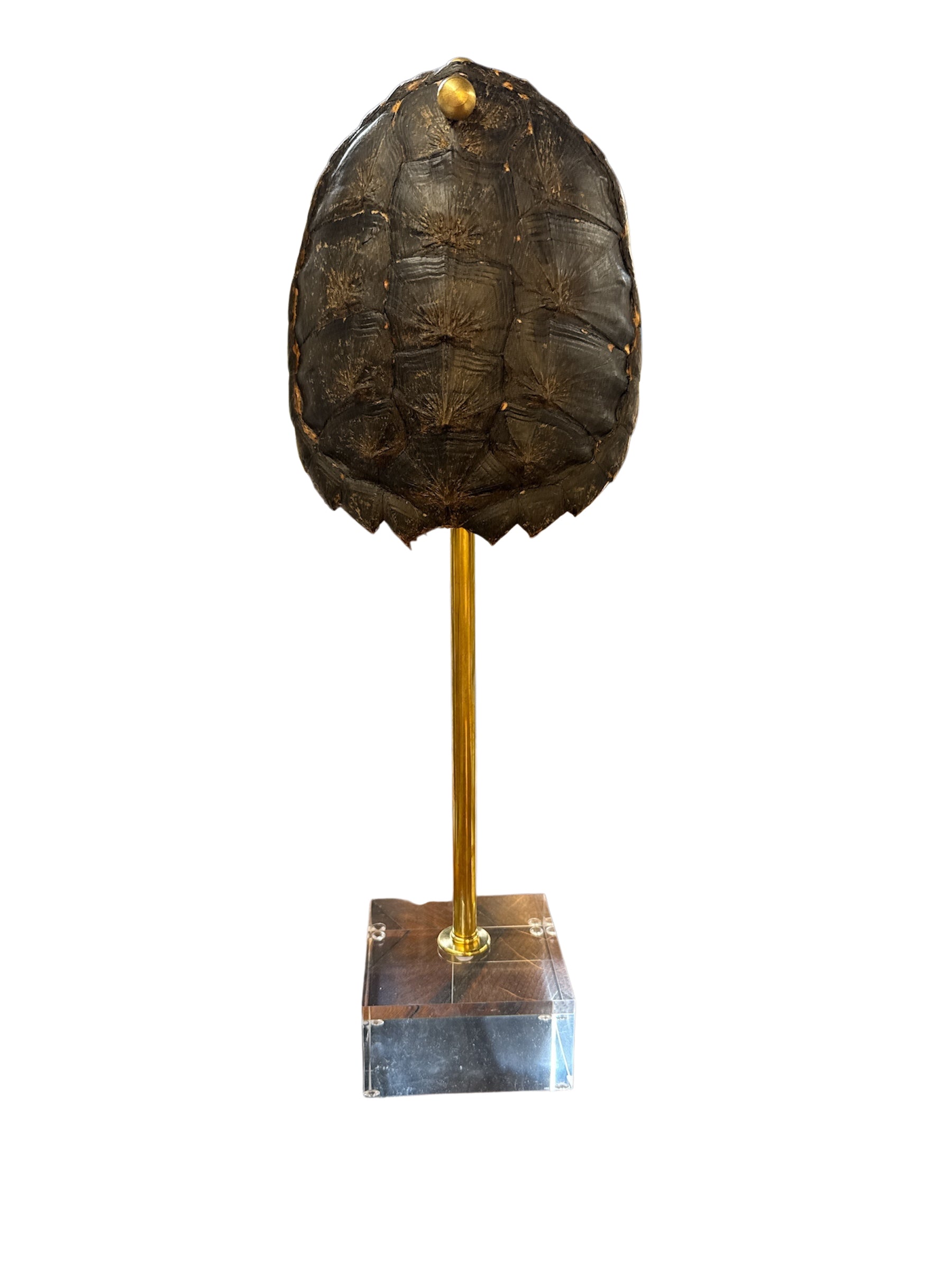 Mounted Tortoise Shell