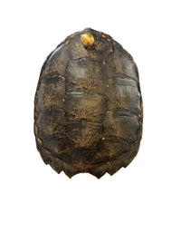 Mounted Tortoise Shell