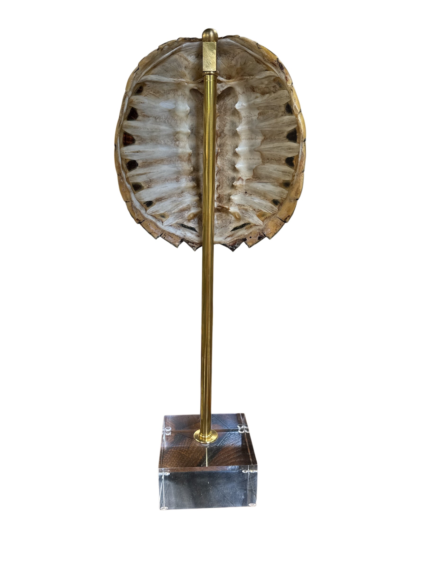 Mounted Tortoise Shell