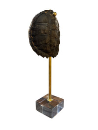 Mounted Tortoise Shell