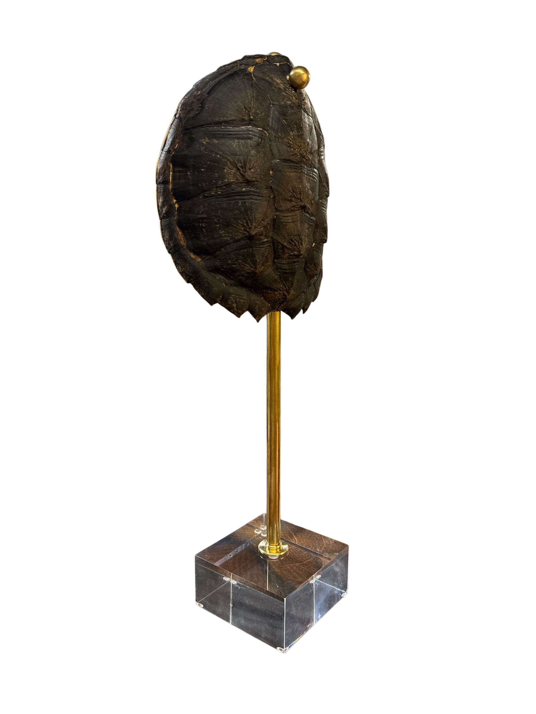 Mounted Tortoise Shell