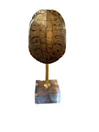 Mounted Tortoise Shell