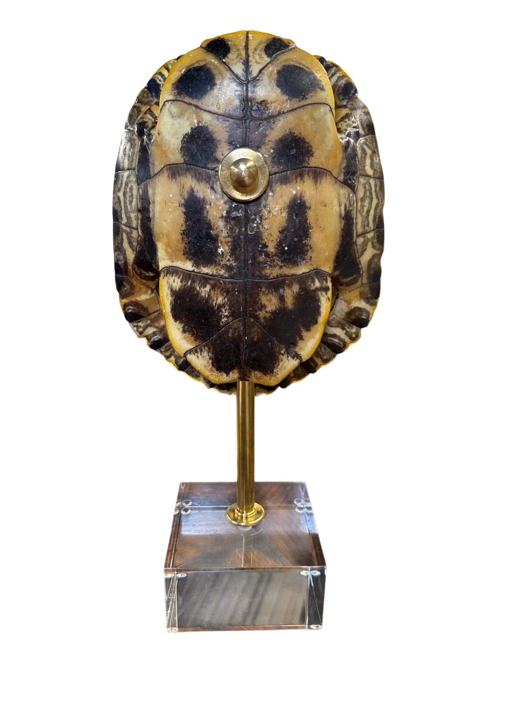 Mounted Tortoise Shell
