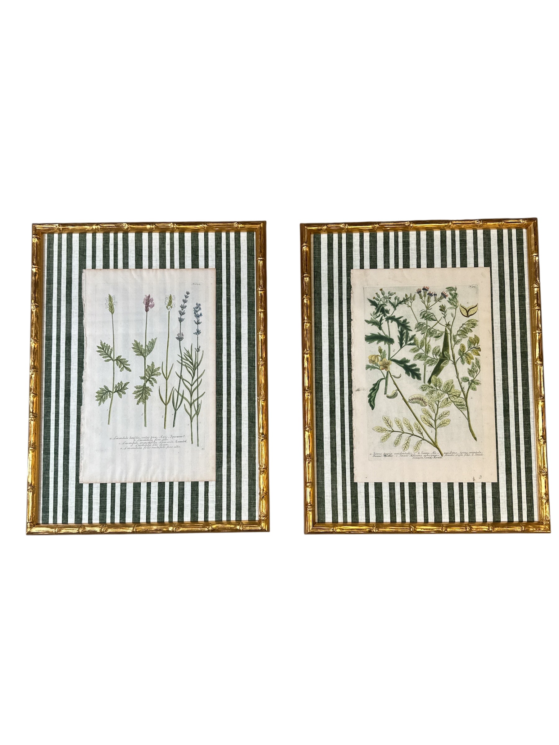 Pair of Green Striped Botanicals
