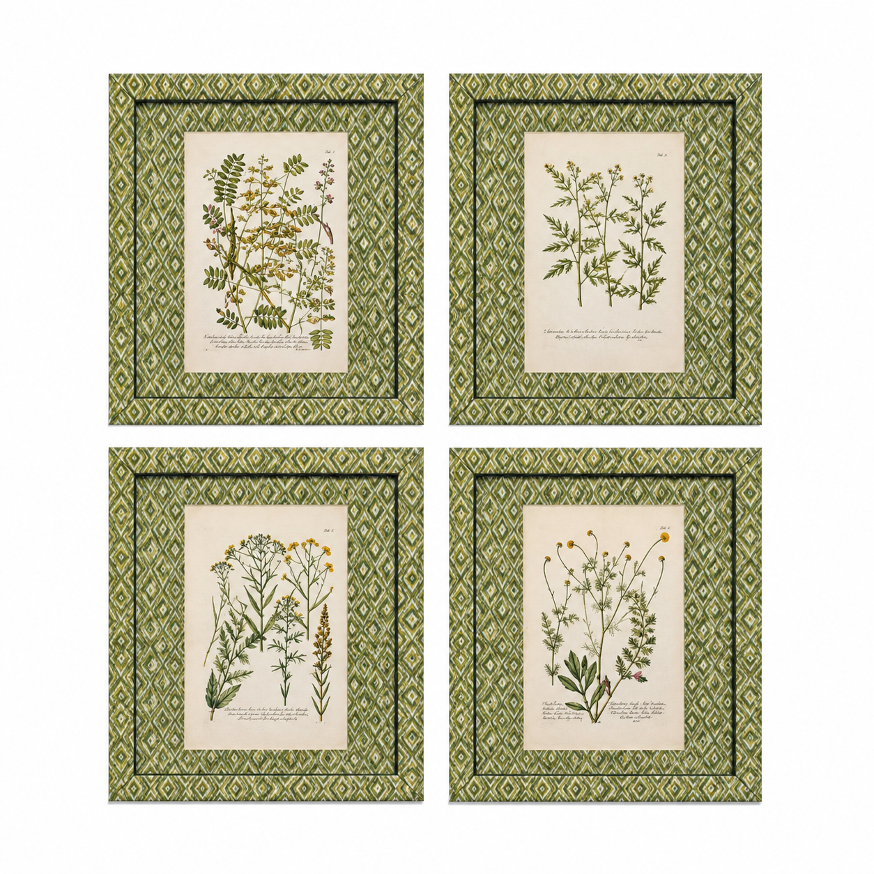 Set of 4 Weinman Botanicals with Green Lattice Frame