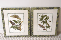 Pair of Custom Marbleized Framed Merian Butterflie Prints No.1