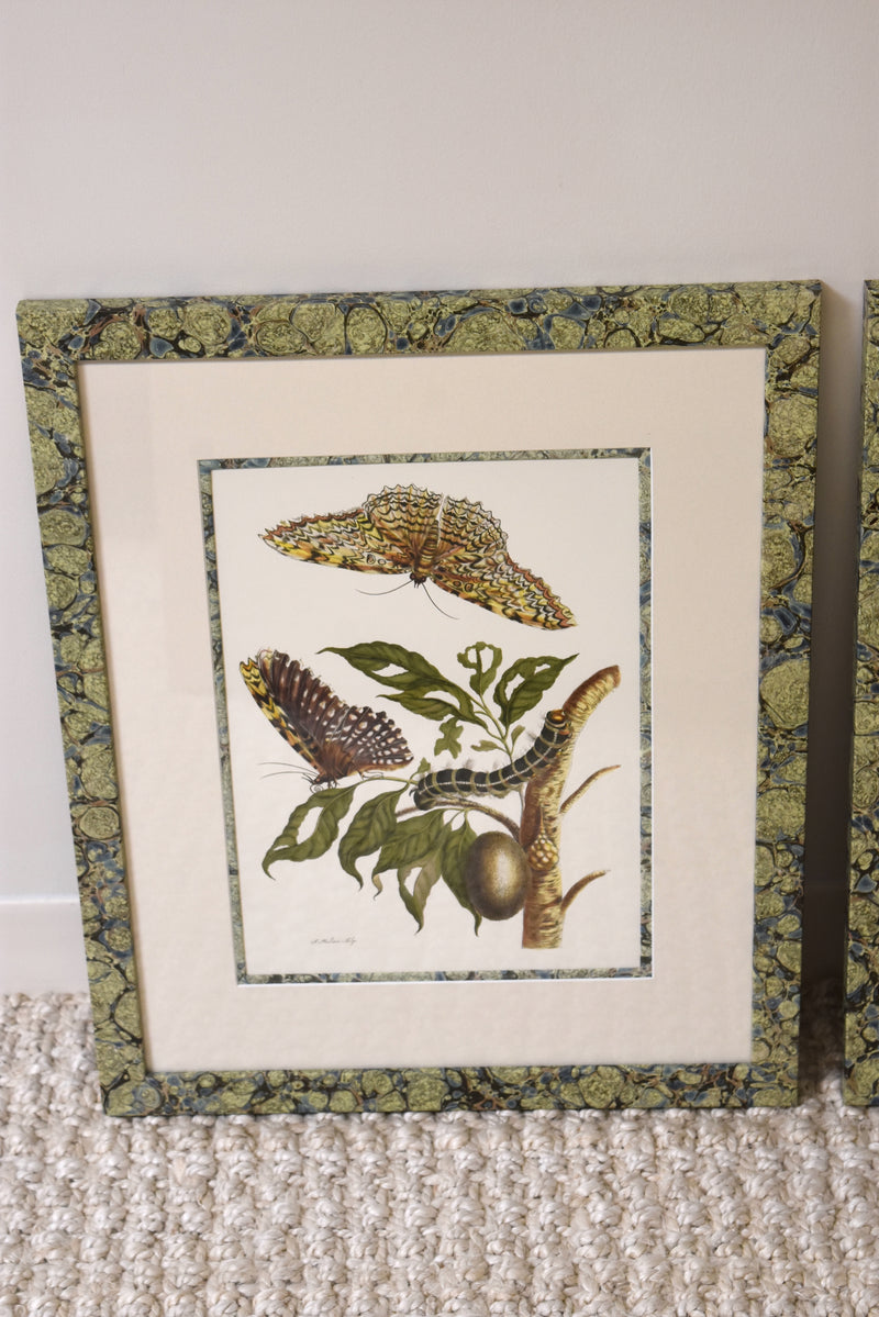 Pair of Custom Marbleized Framed Merian Butterflie Prints No.1