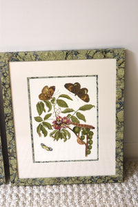 Pair of Merian Butterflies N0.2