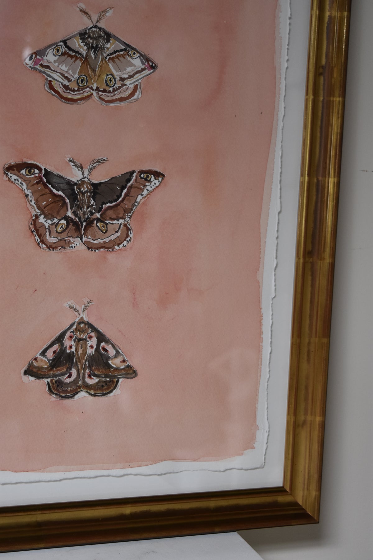 Pink Moth Watercolor by Amanda Norman