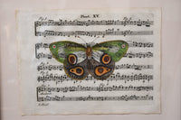 Hand Colored Butterfly No. 1