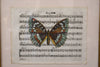 Hand Colored Butterfly No. 2