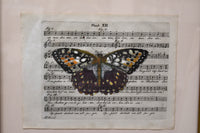 Hand Colored Butterfly No. 4