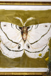 Large Moth Painting By Amanda Norman