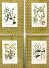 Set of Four Yellow Honeycomb Botanicals From 1737