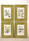 Set of Four Yellow Honeycomb Botanicals From 1737