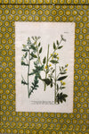 Set of Four Yellow Honeycomb Botanicals From 1737